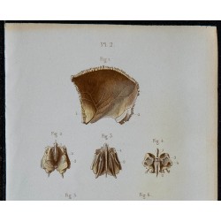 1852 - Os pariétal et ethmoïde crâne 