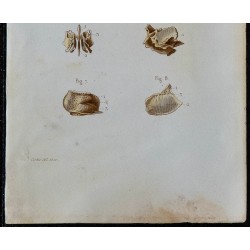 1852 - Os pariétal et ethmoïde crâne 