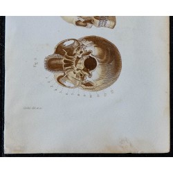 1852 - Crâne vu dans son ensemble 