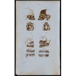 1852 - Coupes faciales et dentition humaine 