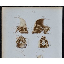 1852 - Coupes faciales et dentition humaine 