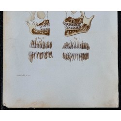 1852 - Coupes faciales et dentition humaine 