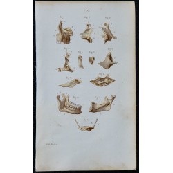 1852 - Os visage mâchoire hyoïde ensemble 
