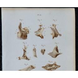 1852 - Os visage mâchoire hyoïde ensemble 