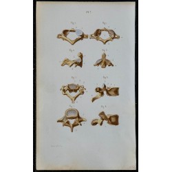 1852 - Vertèbres de la colonne vertébrale 