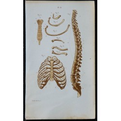 1852 - Thorax osseux général et clavicule 