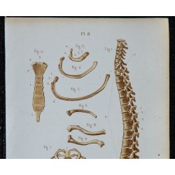 1852 - Thorax osseux général et clavicule 