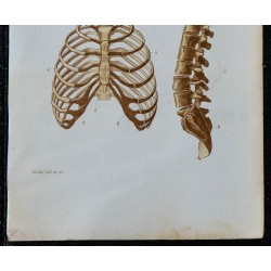 1852 - Thorax osseux général et clavicule 