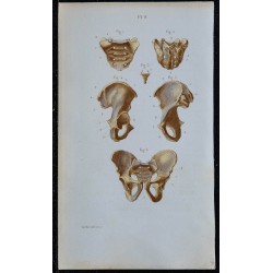 1852 - Bassin sacrum coccyx os iliaque 