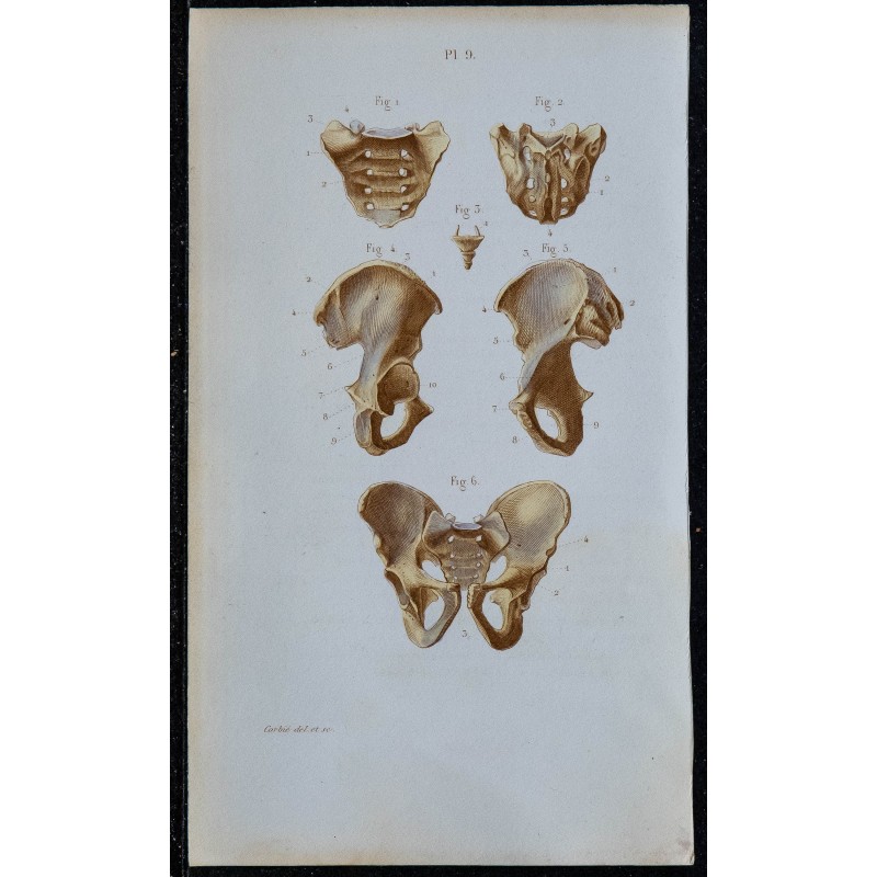 1852 - Bassin sacrum coccyx os iliaque 