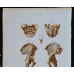 1852 - Bassin sacrum coccyx os iliaque 