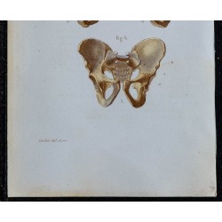 1852 - Bassin sacrum coccyx os iliaque 
