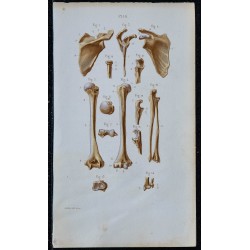 1852 - Ceinture scapulaire et os bras 