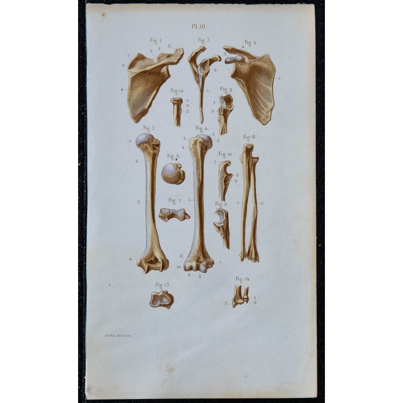 1852 - Ceinture scapulaire et os bras 
