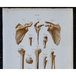 1852 - Ceinture scapulaire et os bras 