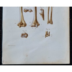 1852 - Ceinture scapulaire et os bras 