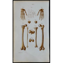 1852 - Main fémur rotule tibia péroné 