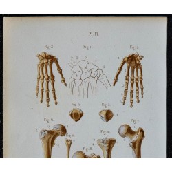 1852 - Main fémur rotule tibia péroné 