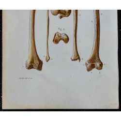 1852 - Main fémur rotule tibia péroné 