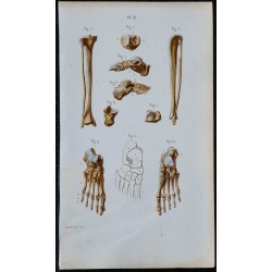 1852 - Os jambe et pied humains 