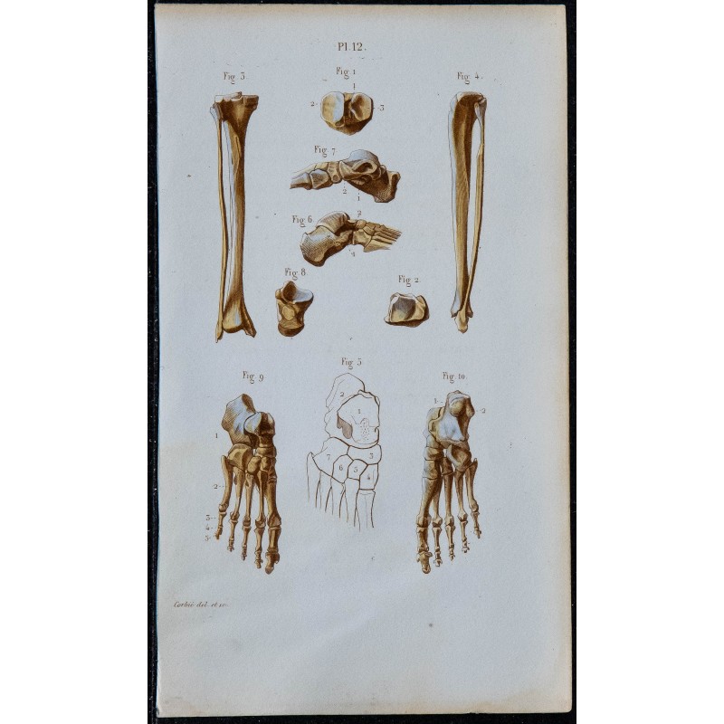 1852 - Os jambe et pied humains 
