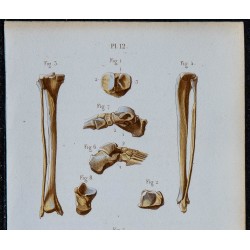 1852 - Os jambe et pied humains 