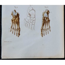1852 - Os jambe et pied humains 