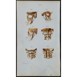 1852 - Articulation mâchoire atlas axis cervicale 