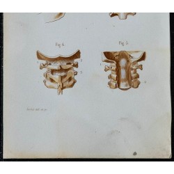 1852 - Articulation mâchoire atlas axis cervicale 