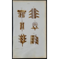 1852 - Articulations vertébrales vues en arrière 