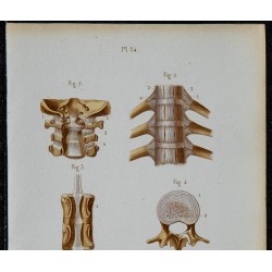1852 - Articulations vertébrales vues en arrière 