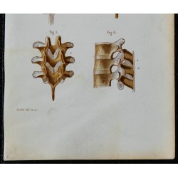 1852 - Articulations vertébrales vues en arrière 