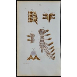 1852 - Articulations vertèbres côtes et sterno-costales 