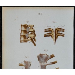 1852 - Articulations vertèbres côtes et sterno-costales 