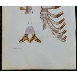 1852 - Articulations vertèbres côtes et sterno-costales 