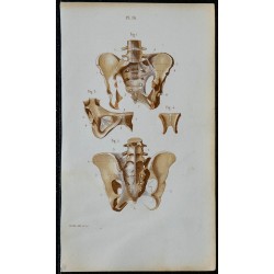 1852 - Articulations de la ceinture pelvienne 