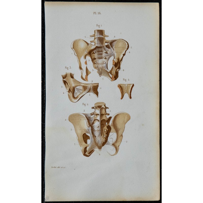 1852 - Articulations de la ceinture pelvienne 