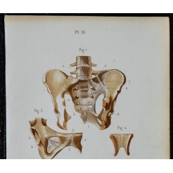 1852 - Articulations de la ceinture pelvienne 