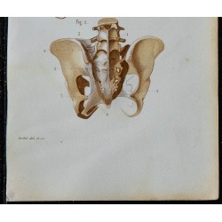 1852 - Articulations de la ceinture pelvienne 