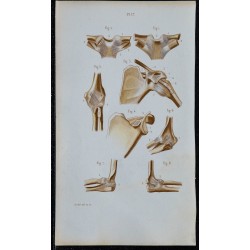 1852 - Articulations épaule et coude 
