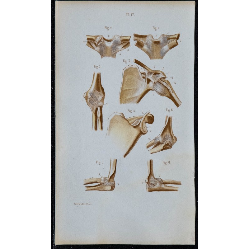 1852 - Articulations épaule et coude 
