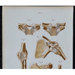 1852 - Articulations épaule et coude 