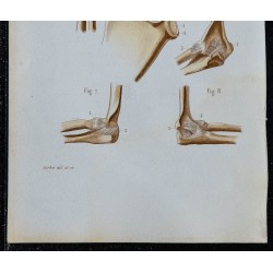 1852 - Articulations épaule et coude 