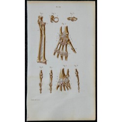 1852 - Articulations avant-bras poignet et main 