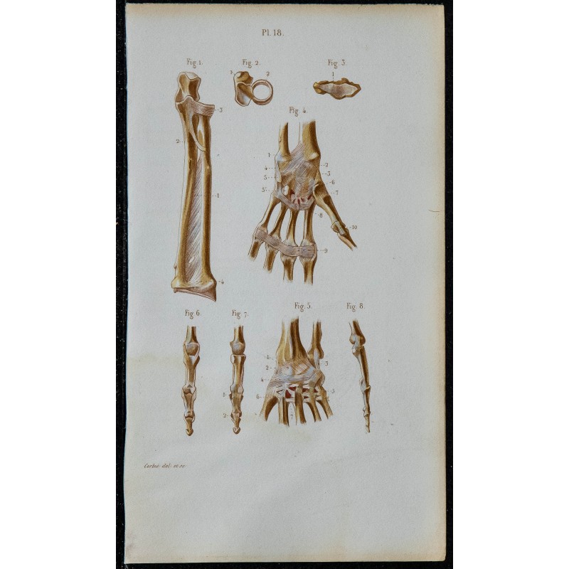 1852 - Articulations avant-bras poignet et main 