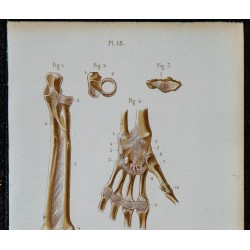 1852 - Articulations avant-bras poignet et main 