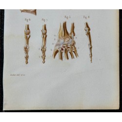 1852 - Articulations avant-bras poignet et main 
