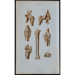 1852 - Hanche genou et articulations péronéo-tibiales 