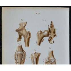 1852 - Hanche genou et articulations péronéo-tibiales 