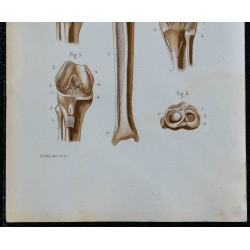 1852 - Hanche genou et articulations péronéo-tibiales 